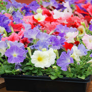 Petunia Tray (Tray of 12 Plants) -