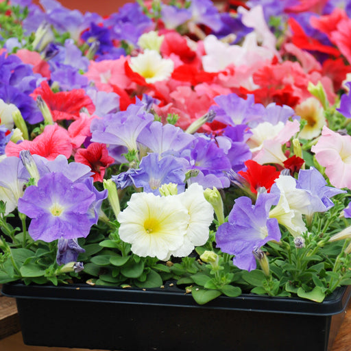 Petunia Tray (Tray of 12 Plants) -