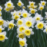 Narcissi Scented White Mix | Dwarf White Daffodil Bulbs (8 Bulbs) -