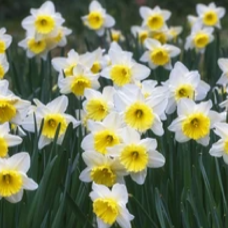 Narcissi Scented White Mix | Dwarf White Daffodil Bulbs (8 Bulbs) -