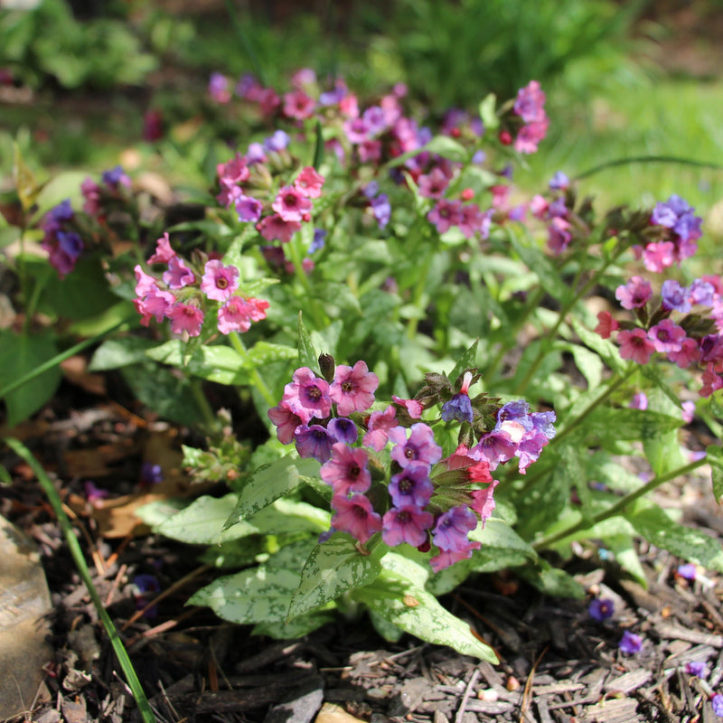 Pulmonaria 'Silver Bouquet' 9cm -