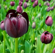 Tulip 'Queen of the Night' (5 Bulbs) -