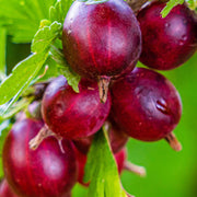 Gooseberry 'Ribes' Hinnonmaki Rod 2L /4L -