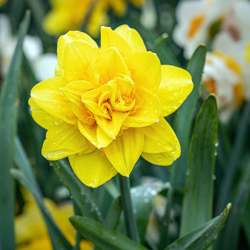 Daffodil 'Golden Ducat' (6 Bulbs) -