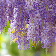Wisteria sinensis ‘Prolific’ 2L 100-120cm -
