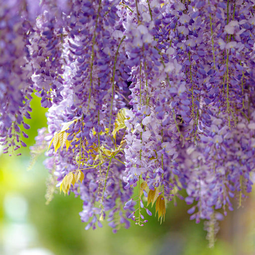 Wisteria sinensis ‘Prolific’ 2L 100-120cm -
