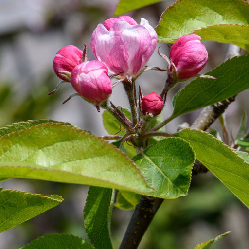 Escallonia 'Apple Blossom' 9cm - Home & Garden > Plants > Indoor & Outdoor Plants > Bushes & Shrubs > Shrubs