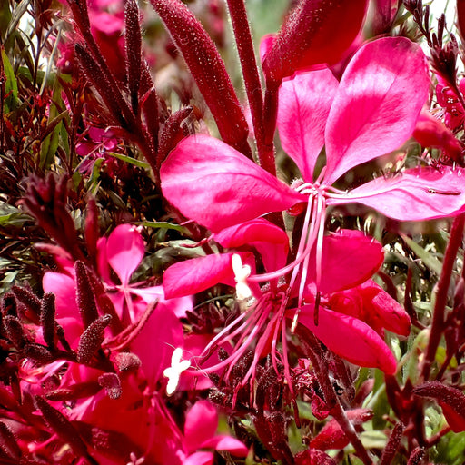 Gaura lindheimeri Gaudi Red 9cm/1.5L -