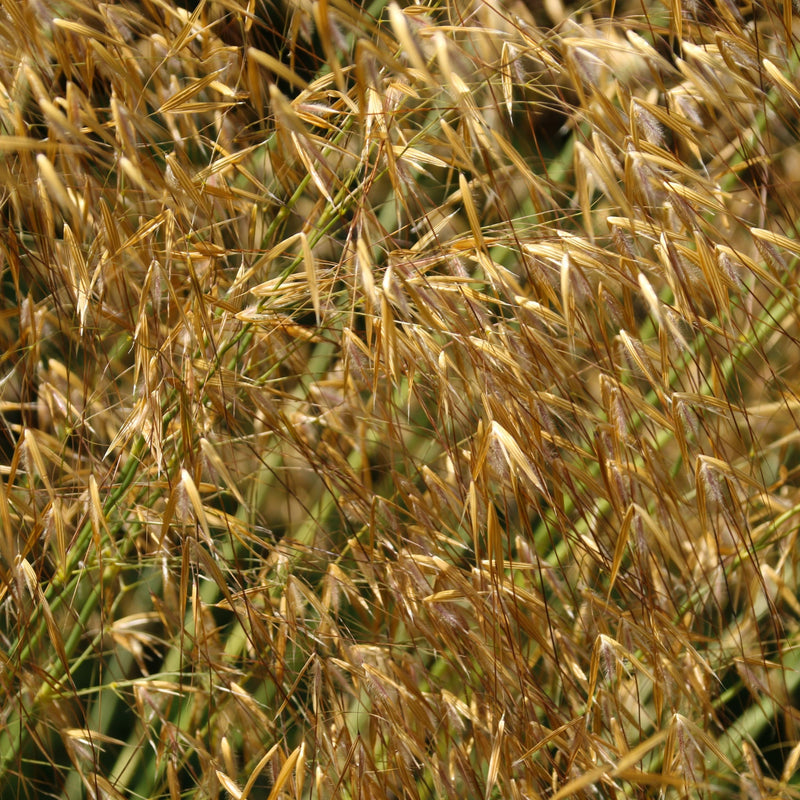 Stipa gigantea (Golden Oats) 9cm / 3L -