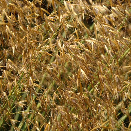 Stipa gigantea (Golden Oats) 9cm / 3L -