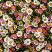 Erigeron karvinskianus Stallone 9cm -