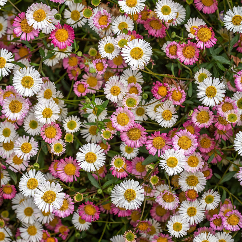 Erigeron karvinskianus Stallone 9cm -
