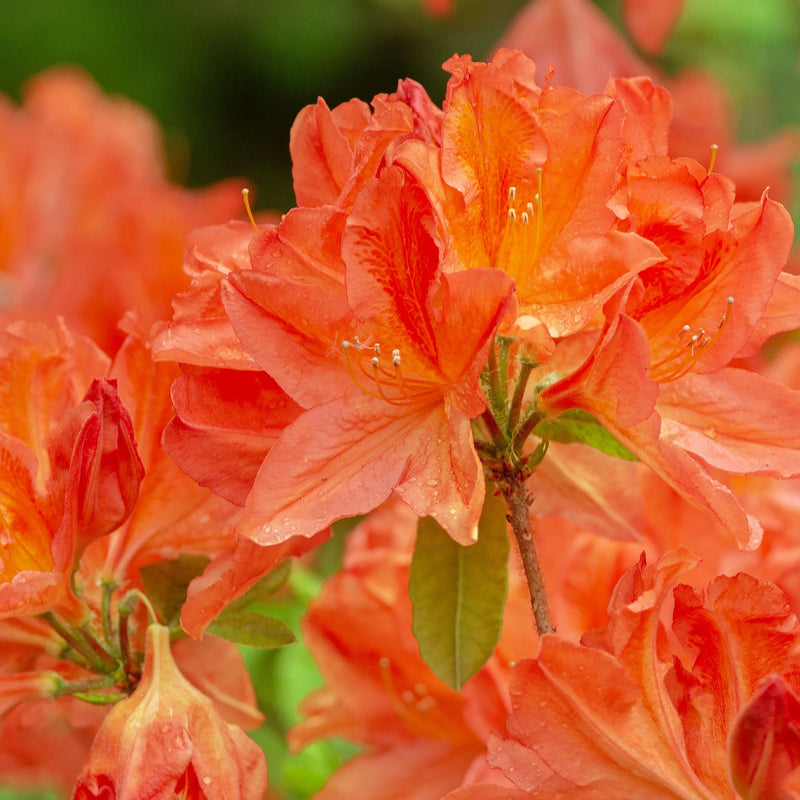 Rhododendron 'Tortoischell Orange' 5L -