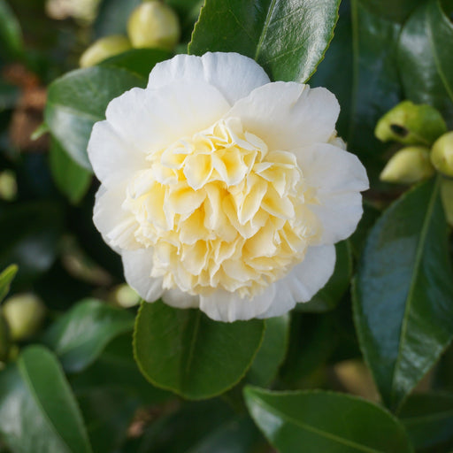 Camellia japonica 'Nobilissima' 9cm, 20-30cm height -