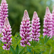 Lupin Legendary Rose/Pink Shades 3L -