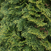 Thuja plicata 'Can Can' 9cm -