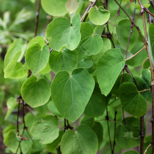 Cercidiphyllum japonicum Katsura 7.5L -