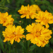Coreopsis grandiflora 'Castello Gold' 9cm -