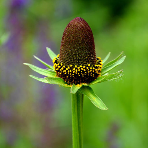 Rudbeckia Green Wizard (9cm) -