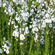 Veronica gentianoides 9cm Pot -