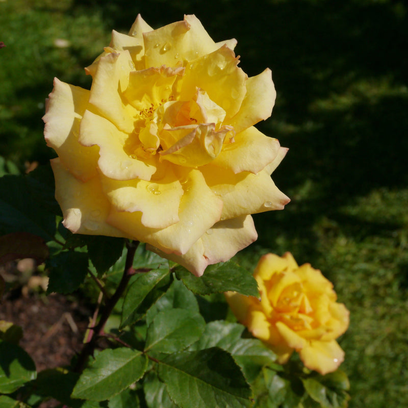 Especially for you | Hybrid Tea | 4L Potted Rose (PRE ORDER DECEMBER '25) -