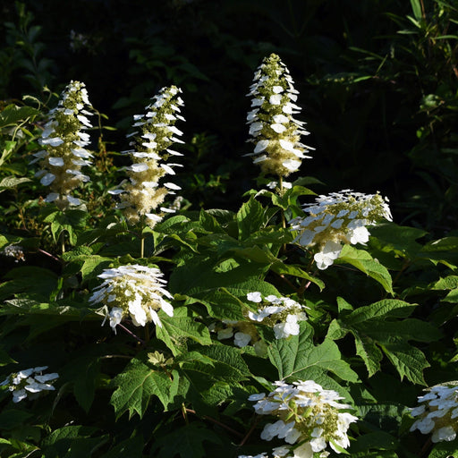 Hydrangea quercifolia 'Snow Flake' (Oak Leaf Hydrangea) - 2.5L -