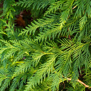 Thuja plicata 'Can Can' 9cm -