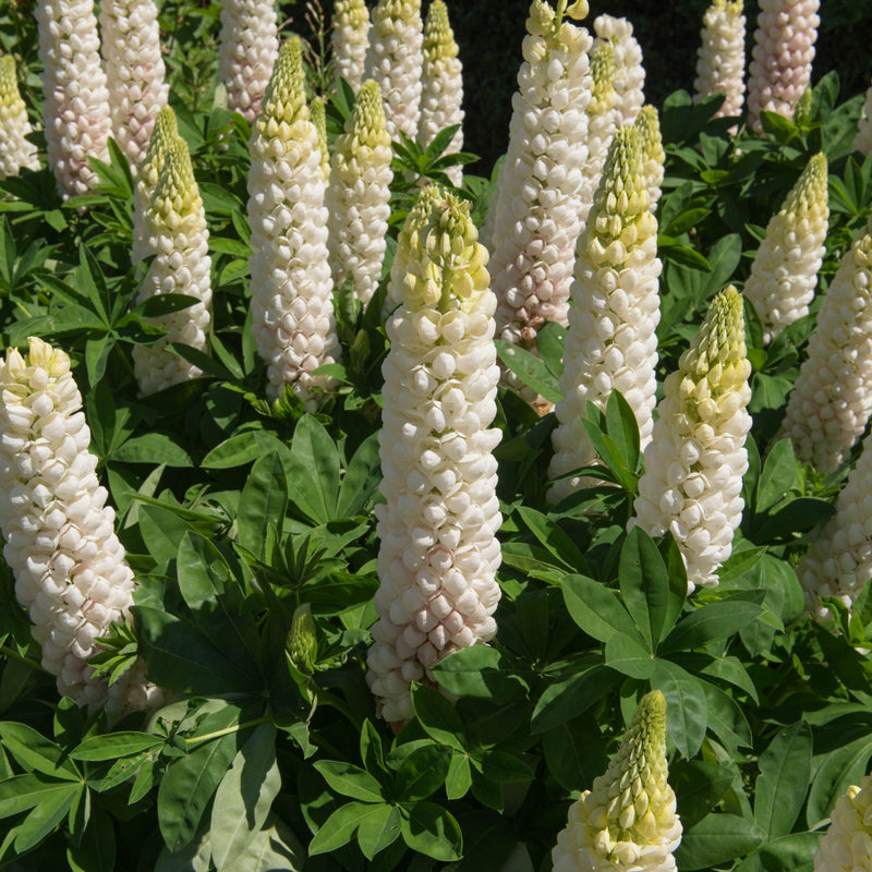 Lupin White Shades 3L -