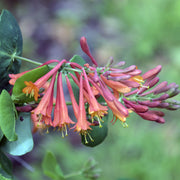 Lonicera 'Dropmore Scarlet' (Honeysuckle) 60-70cm -