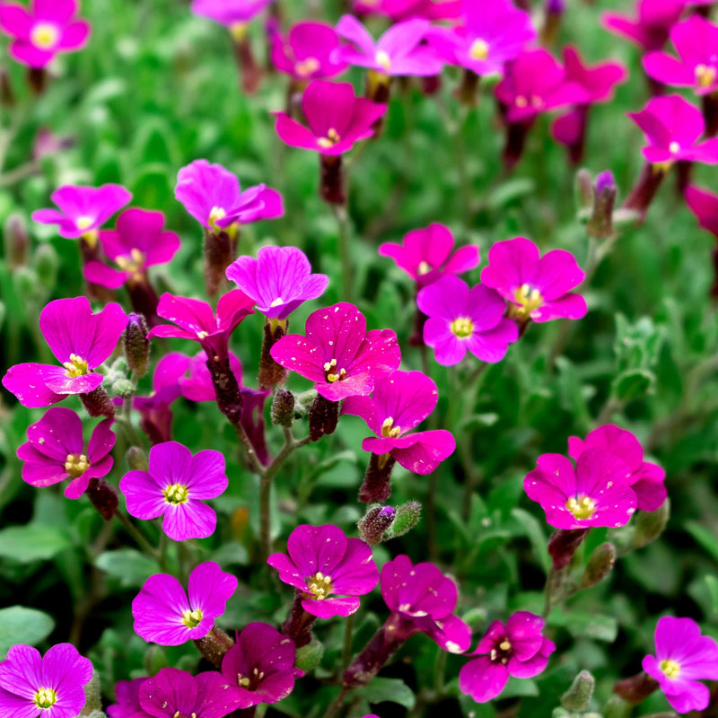 Aubretia hybrida axcent Burgundy 9cm Pot -