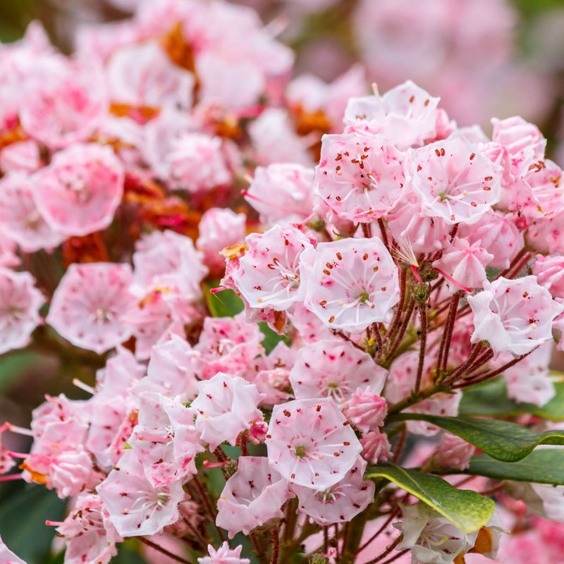 Kalmia latifolia 'Tiddlywinks' 3L -