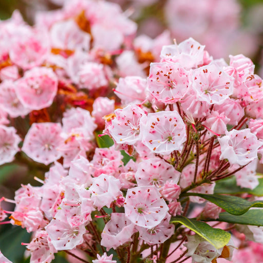 Kalmia latifolia 'Tiddlywinks' 3L -