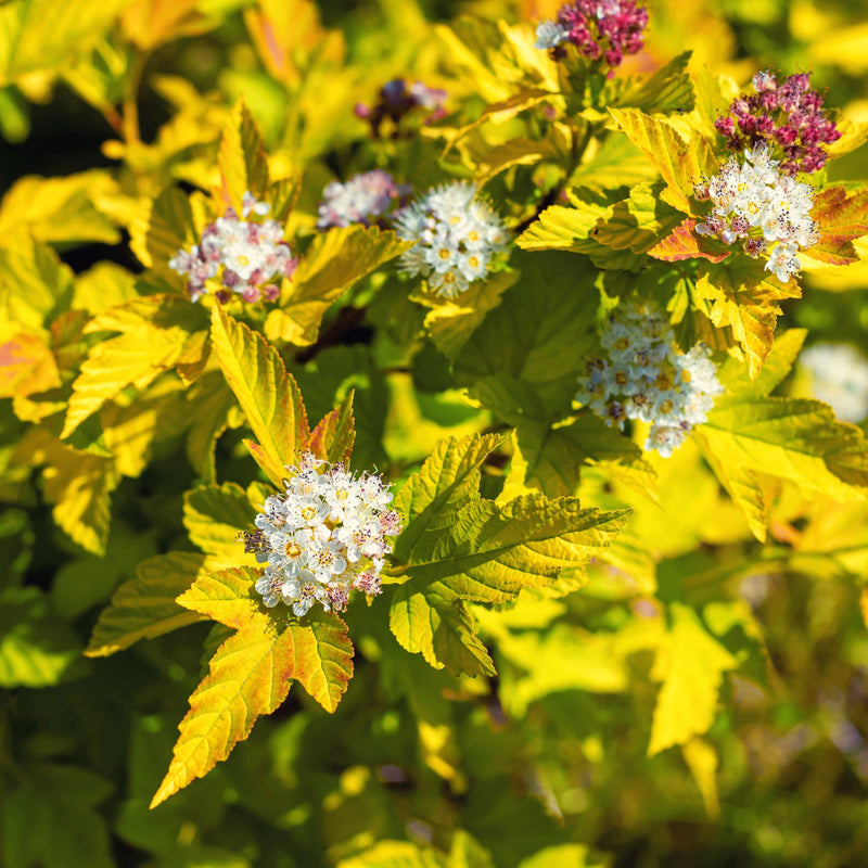 Physocarpus opulifolius 'Dart's Gold' 1L -