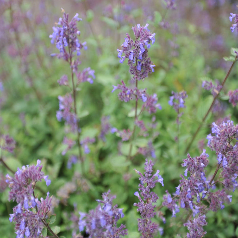 Nepeta x faassenii Blue Wonder -