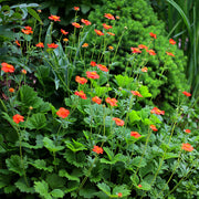 Geum Borisii 9cm -