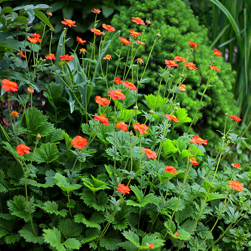 Geum Borisii 9cm -