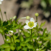 Anemone multifida White 9cm -