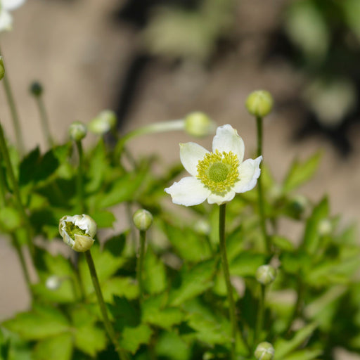 Anemone multifida White 9cm -