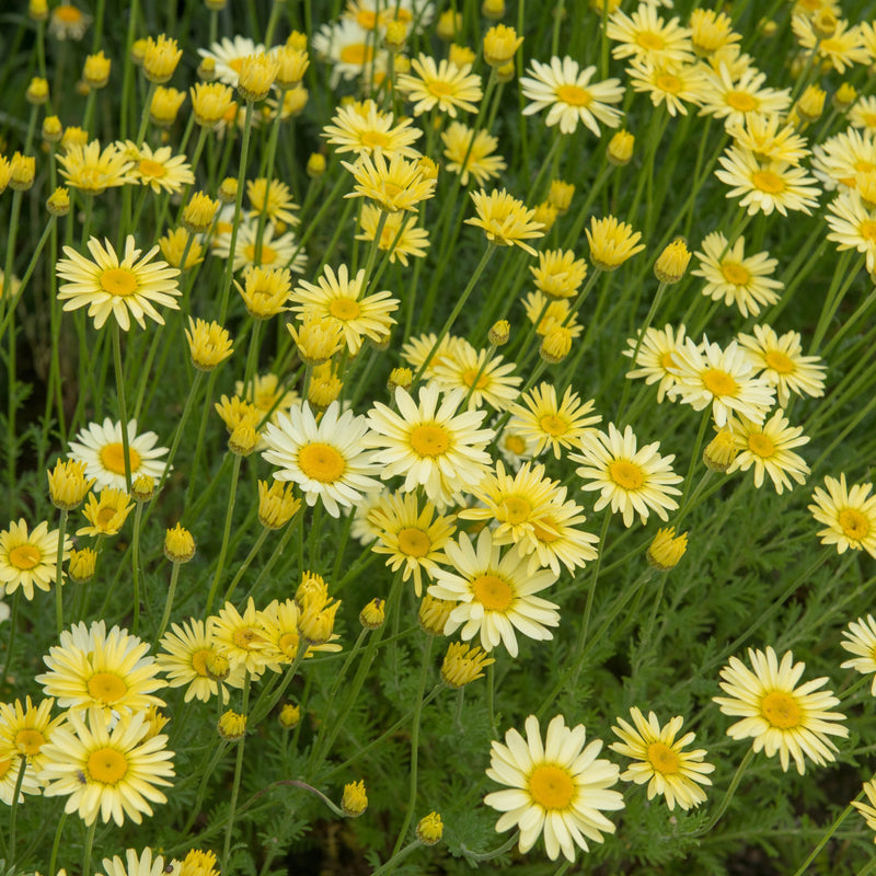Anthemis powis Castle 9cm -