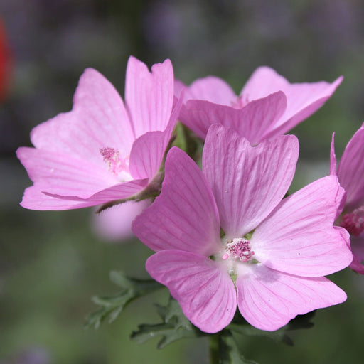 Malva moschata 'Rosea' 1L -