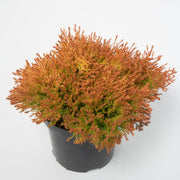 Thuja occidentalis 'Fire Chief' 9cm -