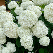 Dwarf Hydrangea arborescens BellaRagazza 'Blanchetta' 3L -