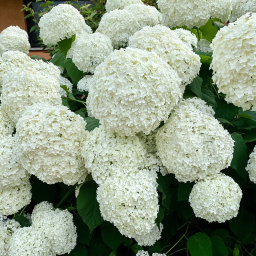 Dwarf Hydrangea arborescens BellaRagazza 'Blanchetta' 3L -