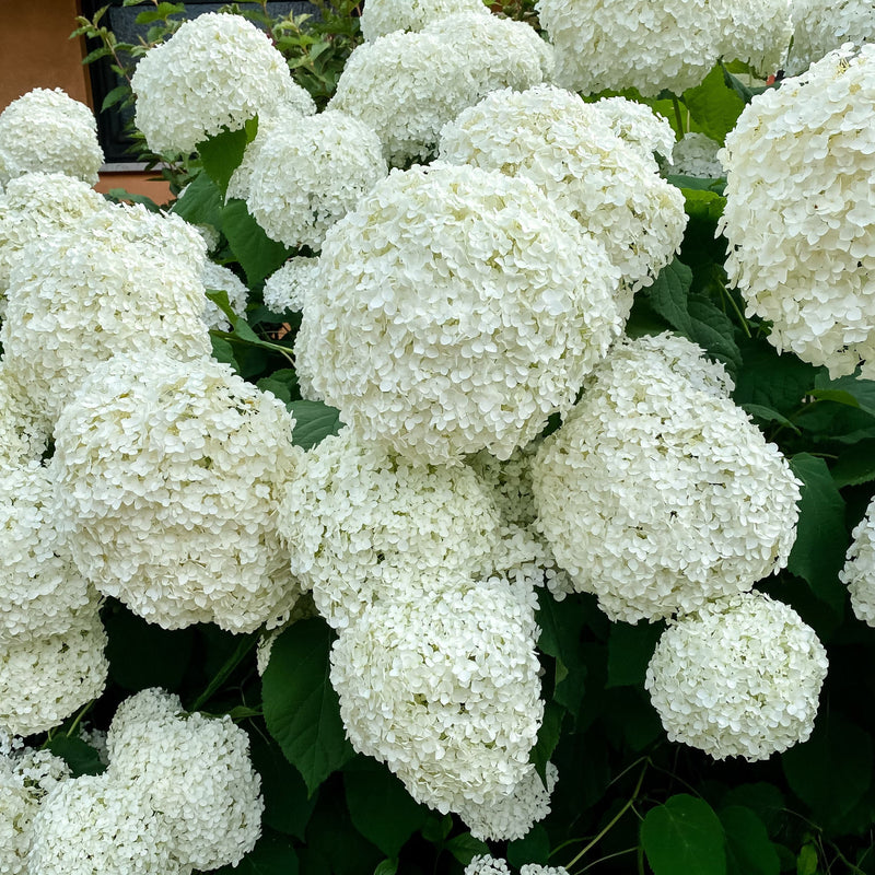 Hydrangea arborescens 'Incrediball' / 'Strong Annabelle' 3L / 5L / 7.5L / 10L / 20L -