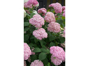 Hydrangea arborescens 'Strong Annabelle Pink' 3L -
