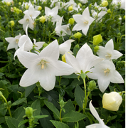 Platycodon White 9cm -