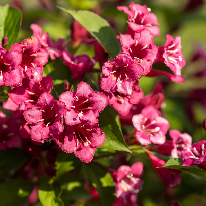 Weigela Florida 'Bristol Ruby' (2 Sizes Available) -