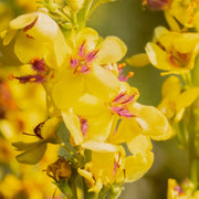 Verbascum x hybridum 'Banana Custard' 1L -