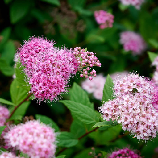 Spiraea japonica 'Manon' 1L -