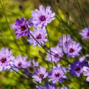 Catananche caerulea 9cm/2L -